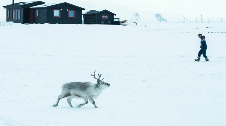 Tundraen på Svalbard er et av områdene som har blitt overvåket gjennom Coat-programmet. Det kan det nå bli en slutt på. Foto: Ole Berg-Rusten / NTB