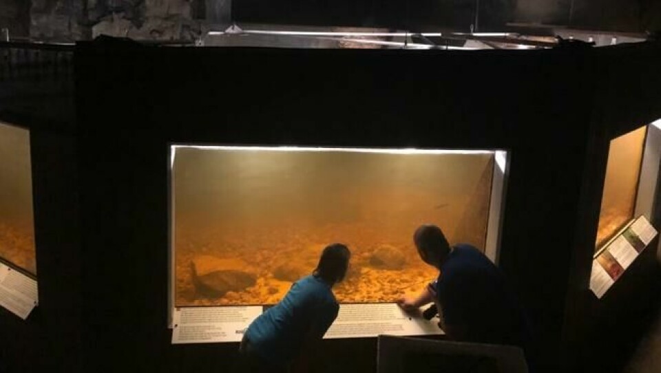 Utstillingsvinduet gir besøkende mulighet til å se fisken som svømmer opp og ned laksetrappen. Utstillingsvinduet gir besøkende mulighet til å se fisken som svømmer opp og ned laksetrappen. Foto: Elisabeth Bergskaug/ABC Nyheter