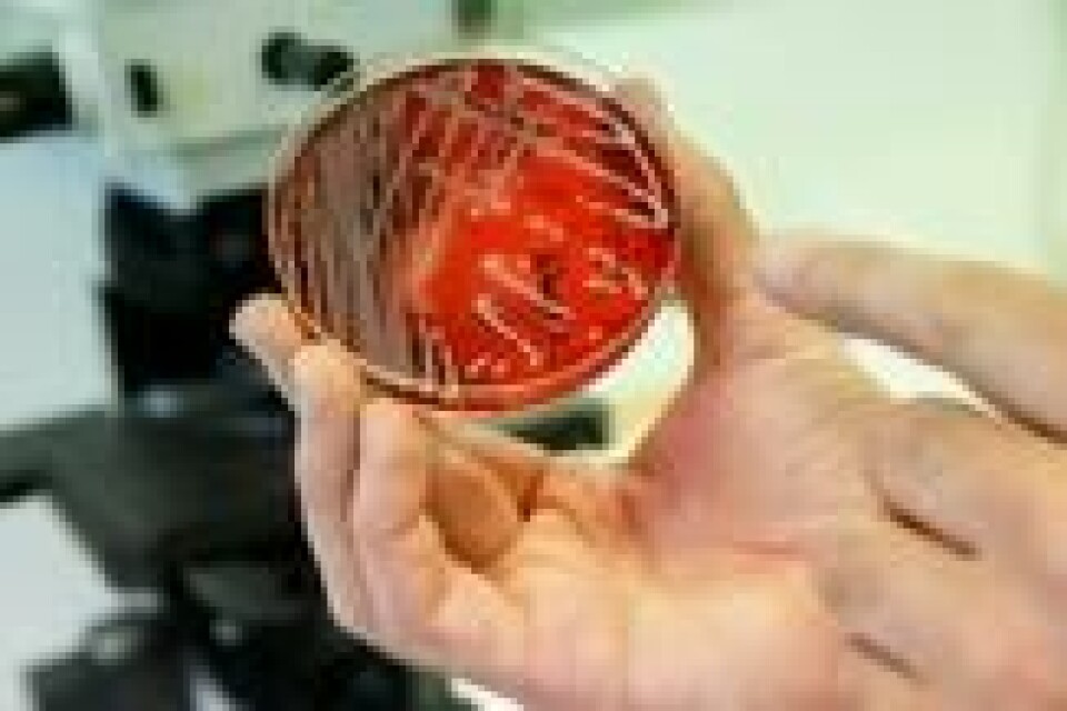 Antibiotikaresistente gule stafylokokker (MRSA) i laboratoriet på Veterinærinstituttet i Oslo, 2016. Foto: Cornelius Poppe / NTB scanpix Antibiotikaresistente gule stafylokokker (MRSA) i laboratoriet på Veterinærinstituttet i Oslo, 2016. Foto: Cornelius Poppe / NTB scanpix