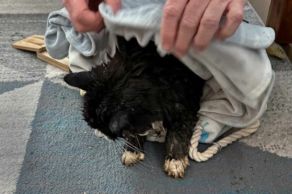 Tiki ble tatt hånd om av to redningsmenn og en kvinne som først varslet om katten.