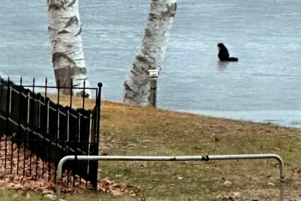 Dawn Felicani observerte katten på den tynne isen på Nabnasset Pond og tok dette bildet før isen hadde gitt etter. Dawn Felicani observerte katten på den tynne isen på Nabnasset Pond og tok dette bildet før isen hadde gitt etter. Foto: Dawn Felicani / AP / NTB