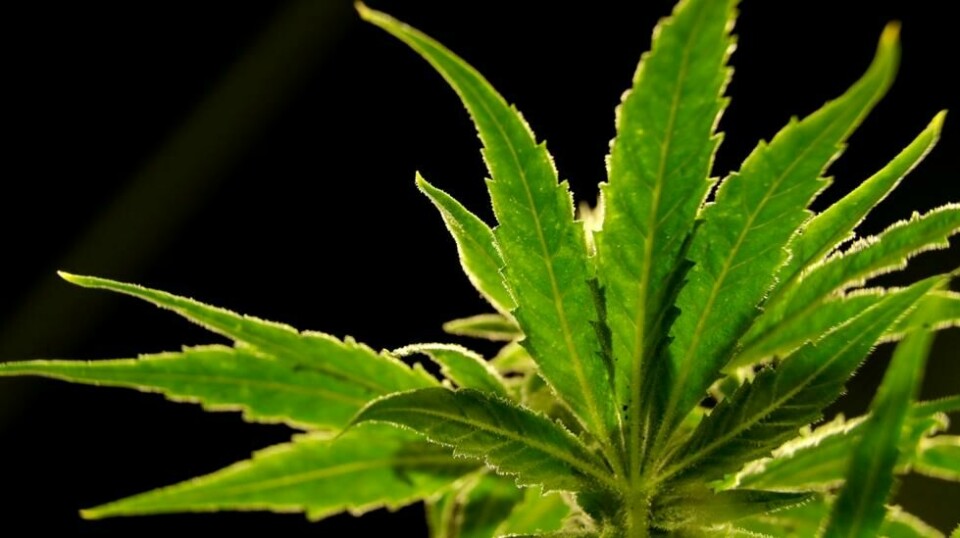 En cannabisplante fotografert på et utsalgssted for medisinsk bruk i New Jersey. Amerikanske myndigheter har planer om å endre klassifiseringen av stoffet, ifølge nyhetsbyrået AP. Foto: Julio Cortez / AP / NTB