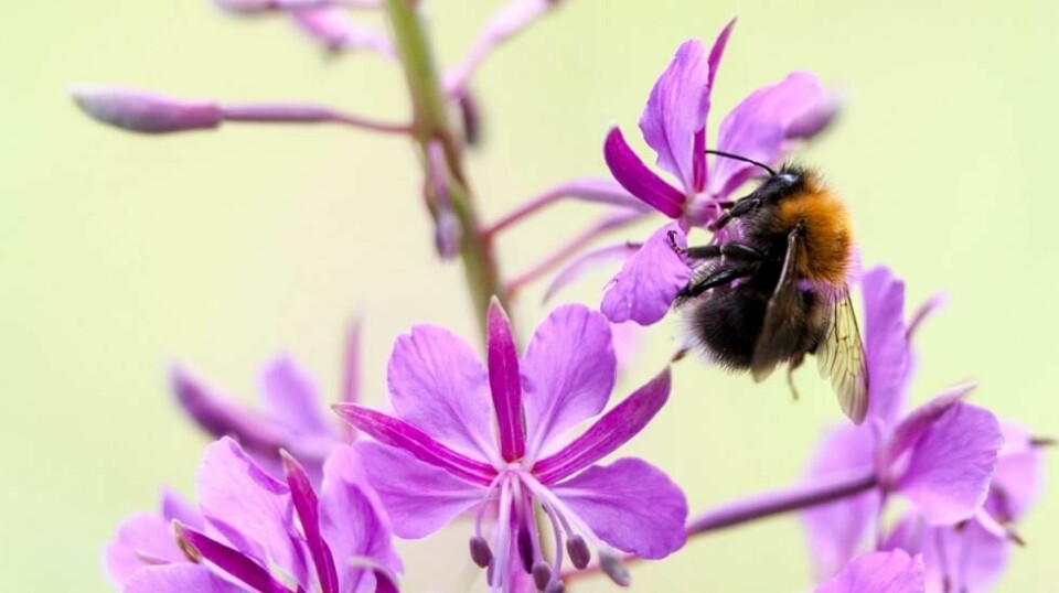 I en ny studie skriver forskere at hele det flyvende insektsamfunnet har blitt redusert i løpet av de siste tiårene. Flyvende insekter som humla er viktige for blant annet pollinering.