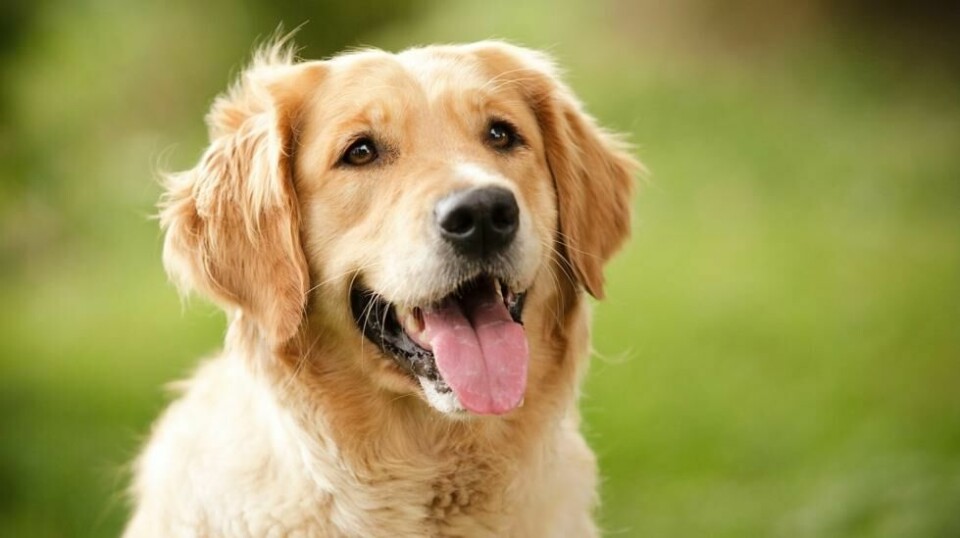 Golden retriever er i dag en av Norges mest populære hunderaser. Foto: Colourbox