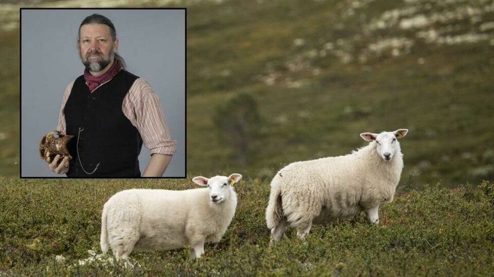 Petter Bøckman ved naturhistorisk museum forklarer hvorfor så mange sau er tatt av relativt få ulv og jerv.