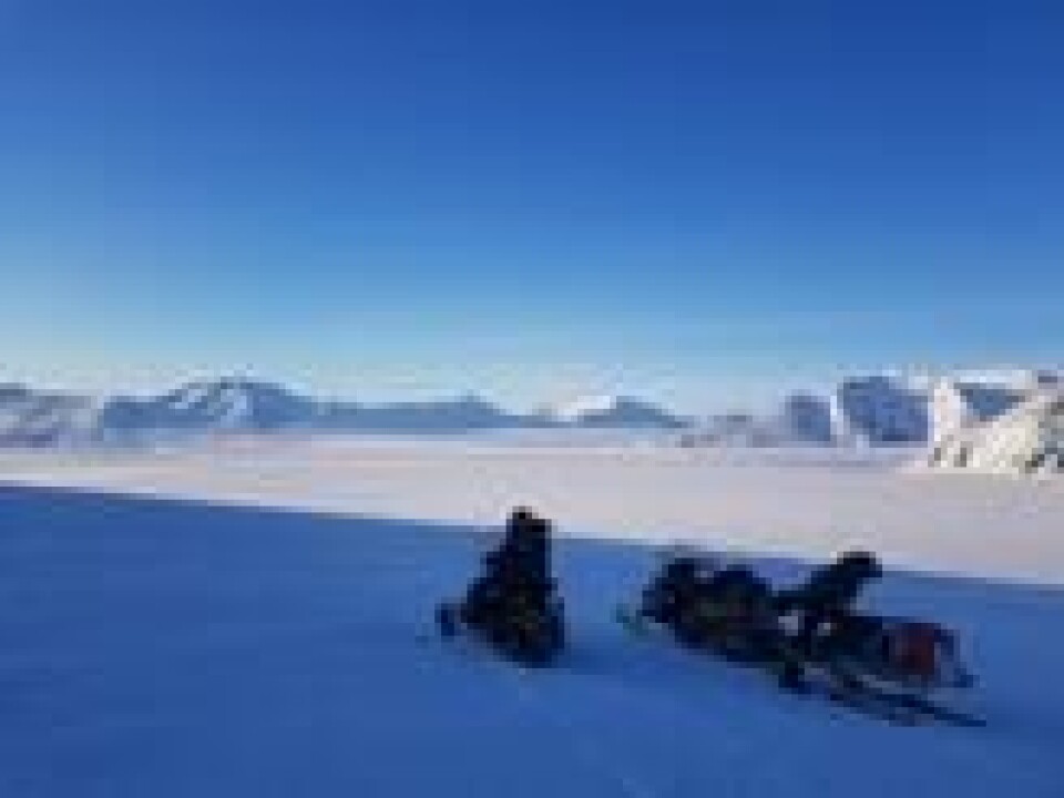 Vennene skrudde av motoren på skuterne sine så fort de oppdaget isbjørnene. Vennene skrudde av motoren på skuterne sine så fort de oppdaget isbjørnene. Foto: Privat