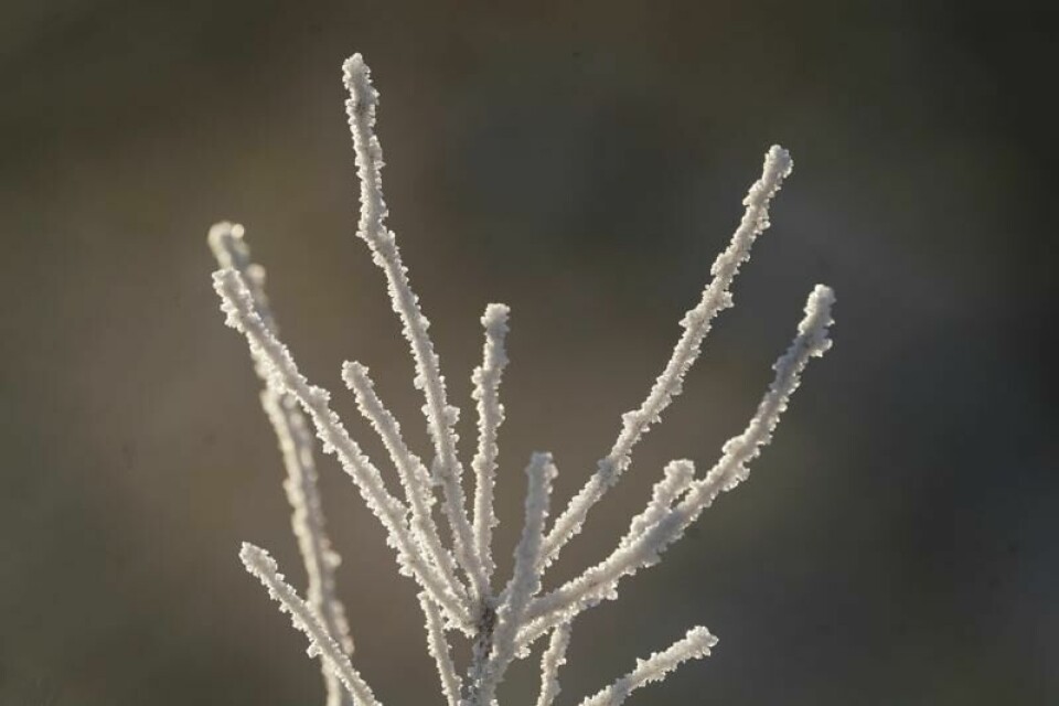 Hele 40 grader skilte den varmeste og kaldeste plassen i Norge i natt, opplyser meteorologene.