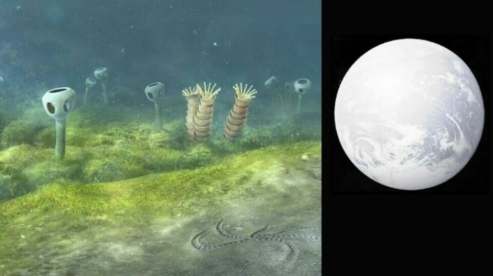 Forløperne til dyrene og plantene var noen merkelige skapninger. Men for rundt 600 millioner år siden ble jorda til en snøball. Hvordan gikk det da? (Illustrasjoner: Mighty Fossil/University of Oxford og Wikimedia)