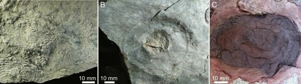 Litt større fossiler funnet i Finnmark. Disse er fra noen millioner år etter snøballjorden. (Bilde fra Heda Agić m.fl, 2023) Litt større fossiler funnet i Finnmark. Disse er fra noen millioner år etter snøballjorden. (Bilde fra Heda Agić m.fl, 2023)