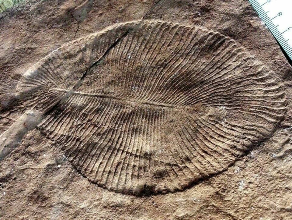 Dickinsonia er kanskje det mest kjente dyret som oppsto ikke så veldig lenge etter slutten på den siste snøballjorden. Dyret kunne bli fra noen få millimeter til 1,4 meter stort. Det var bare noen få millimeter tykt. Dyret har en typisk bilateral symmetri. Det var altså todelt – akkurat som oss mennesker. Dickinsonia er kanskje det mest kjente dyret som oppsto ikke så veldig lenge etter slutten på den siste snøballjorden. Dyret kunne bli fra noen få millimeter til 1,4 meter stort. Det var bare noen få millimeter tykt. Dyret har en typisk bilateral symmetri. Det var altså todelt – akkurat som oss mennesker. Foto: Verisimilus / Wikimedia