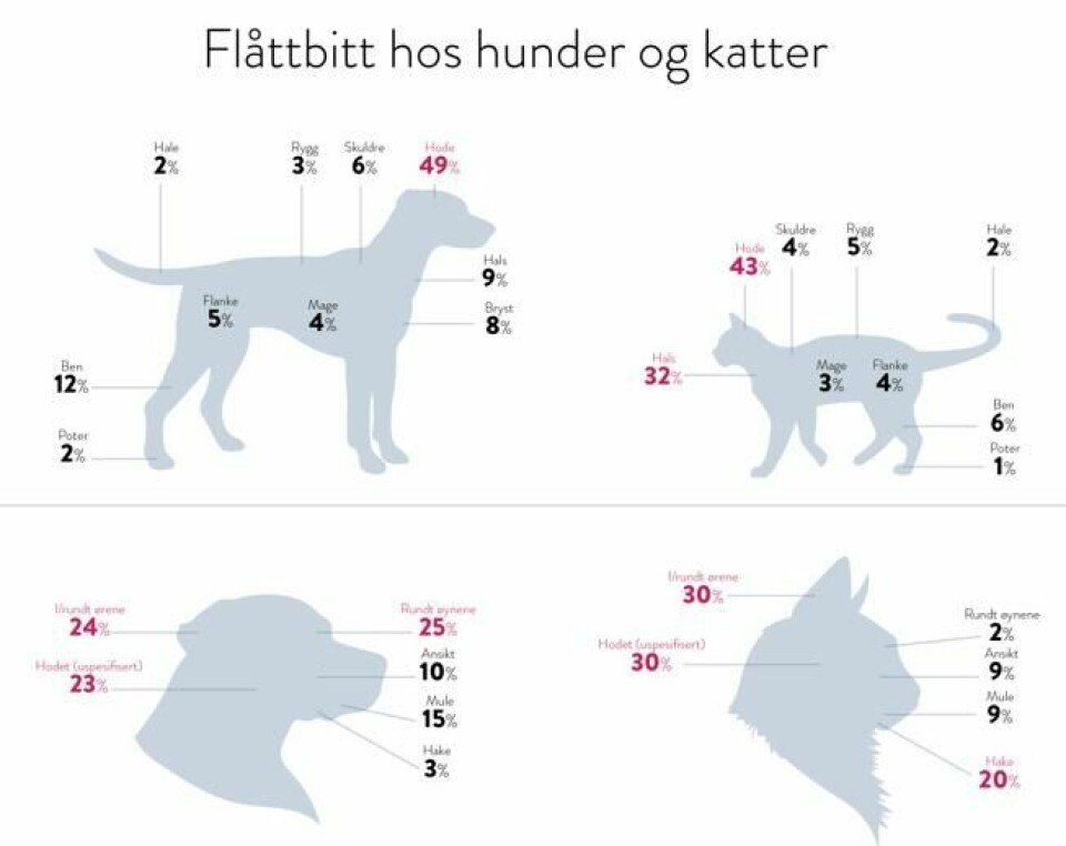 Hodet er mest utsatt for flåttbitt hos både hunder og katter. Hodet er mest utsatt for flåttbitt hos både hunder og katter. Foto: InVolve