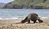 En komodovaran på stranden på øya Komodo i Indonesia. Øglearten regnes som verdens største og dreper med sitt giftige bitt. Foto: AFP / NTB scanpix.