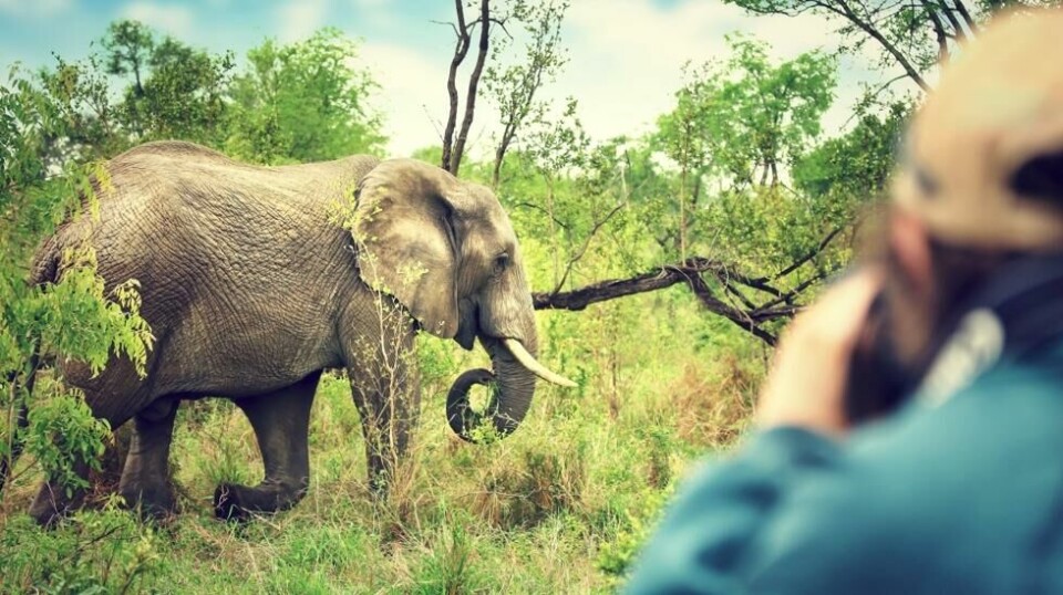 En fotograf tar bilder av en elefant i Kruger nasjonalpark. I helgen tok elefanter livet av en mann i nasjonalparken.