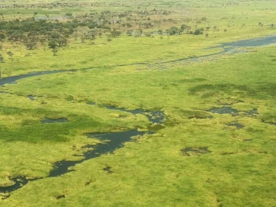Lanskapet mellom Juba og Malakal endrer seg fra grønt og frodig langs Nilens bredder til knusktørr jord. Lanskapet mellom Juba og Malakal endrer seg fra grønt og frodig langs Nilens bredder til knusktørr jord. Foto: Andrea Gjestvang