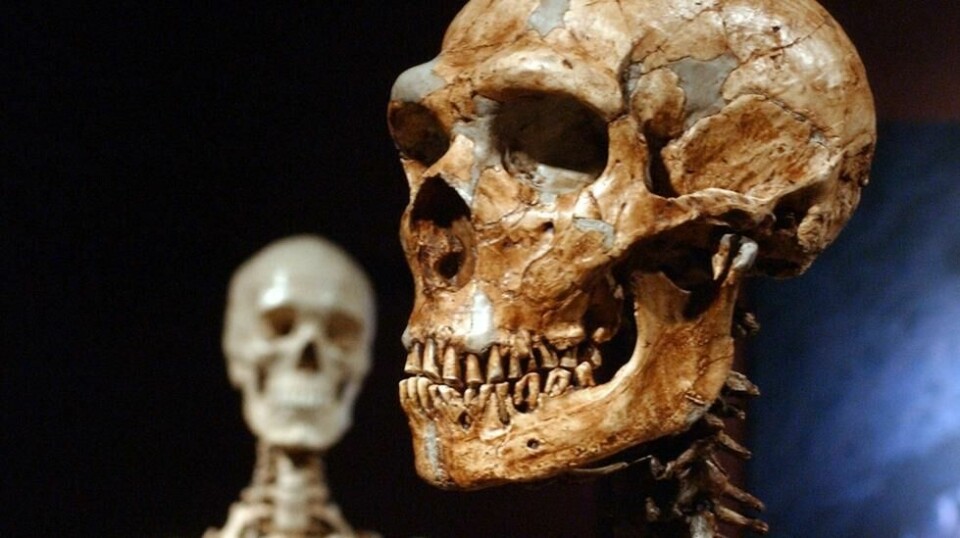 En rekonstruert neandertaler-skalle og et skjelett av et moderne menneske. Scanpix/AP.