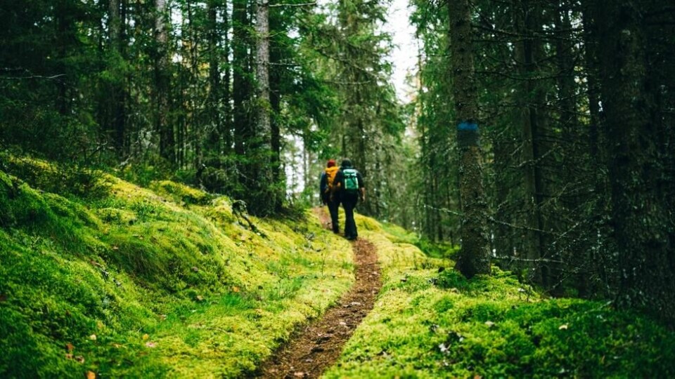 Skogene byr på mange naturopplevelser som er verdt å bevare. Skogene byr på mange naturopplevelser som er verdt å bevare. Foto: Marius Dalseg