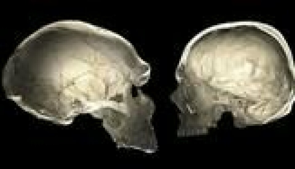 Forskerne mener å kunne påvise et spesielt trekk som skiller neandertalere fra moderne mennesker; at selve hjernen var mer kuleformet. (Skjermdump fra CNN.) Forskerne mener å kunne påvise et spesielt trekk som skiller neandertalere fra moderne mennesker; at selve hjernen var mer kuleformet. (Skjermdump fra CNN.)