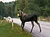 Elg som blir påkjørt i trafikken er et velkjent fenomen i Norge. I tråd med dagens miljøfokus blir vanligvis kjøttet til elgen brukt til mat. Foto: Per Grunditz / Shutterstock / NTB scanpix