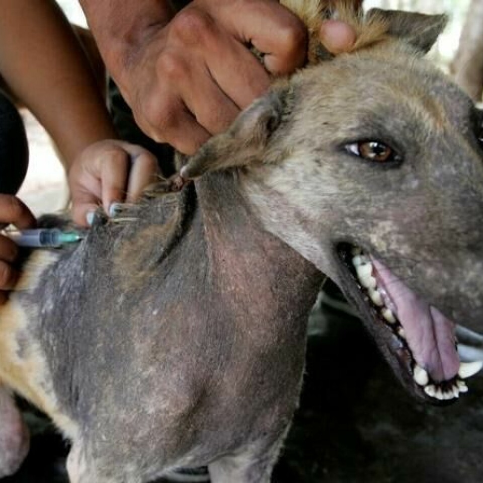 En løshund får rabies vaksine av en helsearbeider i Thailand.