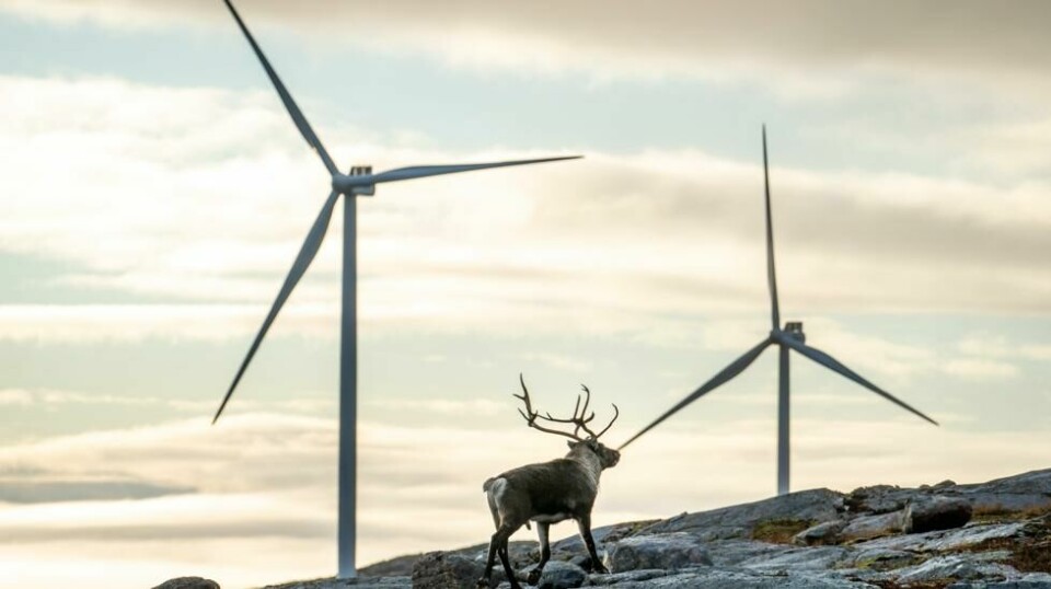 Reinsdyr vandrer rundt vindmøllene på Storheia vindpark i Trøndelag. Foto: Heiko Junge / NTB