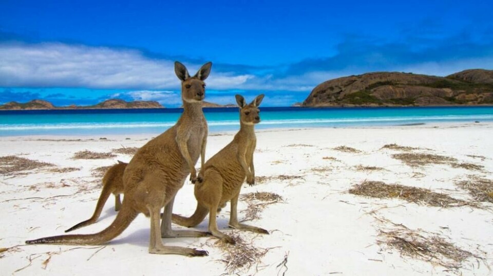 Populær destinasjon: Stadig flere nordmenn virkeliggjør drømmen om å se kenguruer og koalaer i Australia.