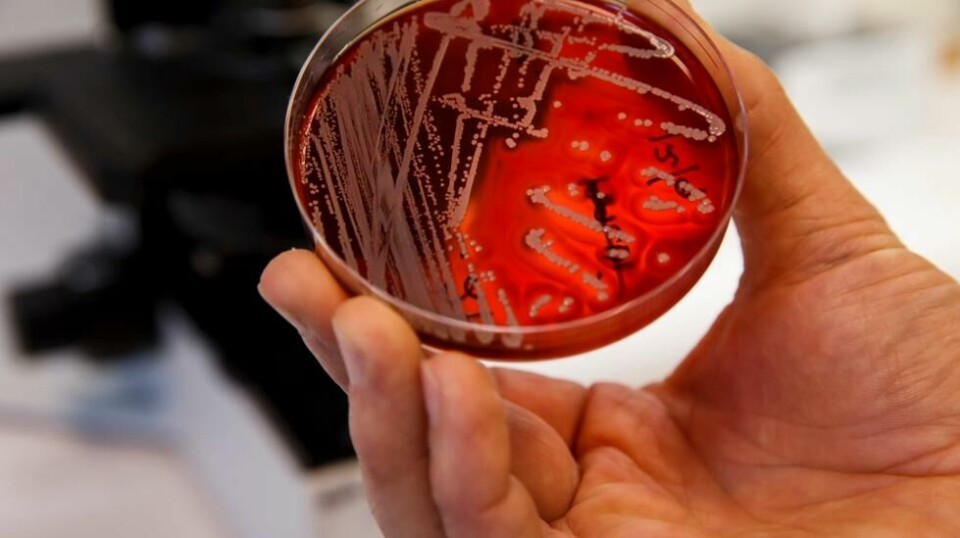 Antibiotikaresistente bakterier / MRSA bakterier i laboratoriet på Veterinærinstituttet i Oslo.