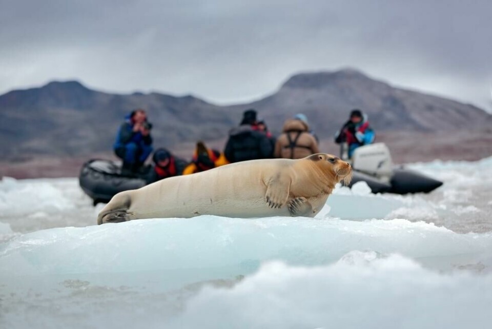 Turistene kommer for tett på dyrelivet på Svalbard, mener regjeringen. Turistene kommer for tett på dyrelivet på Svalbard, mener regjeringen. Foto: Ondrej Prosicky / Shutterstock / NTB