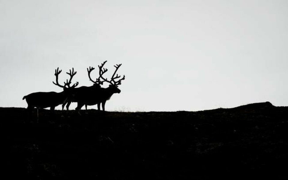 Reinsdyr følger med ved første etappbe i sykkelreset Arctic Race mellom Hammerfest og Nordkapp. Arkivfoto fra august 2014: NTB Scanpix/AFP PHOTO. Reinsdyr følger med ved første etappbe i sykkelreset Arctic Race mellom Hammerfest og Nordkapp. Arkivfoto fra august 2014: NTB Scanpix/AFP PHOTO.