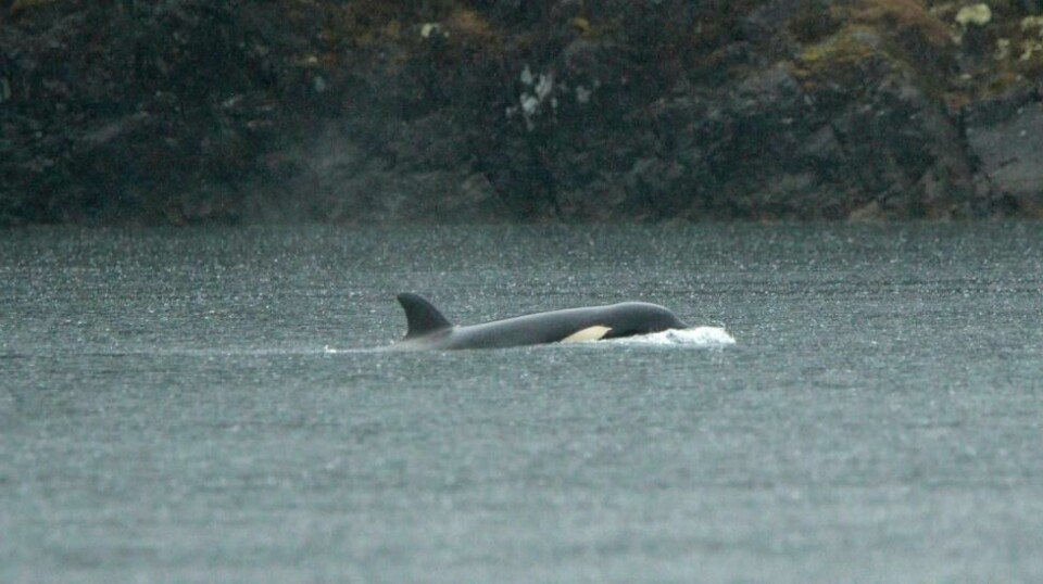 Det planlegges å fly en strandet spekkhoggerunge ut av en avsidesliggende tidevannslagune utenfor Vancouver Island i Canada. Foto: Chad Hipolito / Canadian Press / AP / NTB