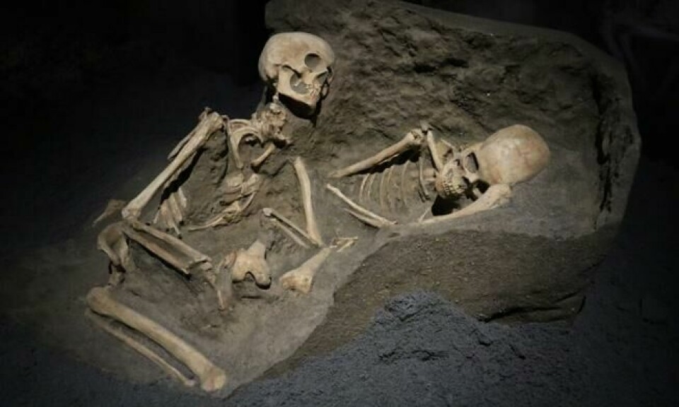 Skjeletter av to voksne - enten familie, venner eller bekjente - som har søkt sikkerhet i et av båthusene på stranden da Herculaneum ble utslettet. Dette er kopier utført i harpiks. Foto: Roger Grosvold Skjeletter av to voksne - enten familie, venner eller bekjente - som har søkt sikkerhet i et av båthusene på stranden da Herculaneum ble utslettet. Dette er kopier utført i harpiks. Foto: Roger Grosvold