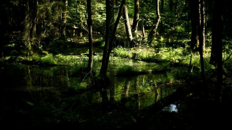 Som barn vokste polske Dawid Kobialka opp like ved skogsområdet kjent som «dødens dal». Nå er han en del av forskerteamet som har klart å oppklare det polske mysteriet.