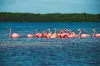 Flamingoer ved Celestun-reservatet. Shutterstock / NTB scanpix