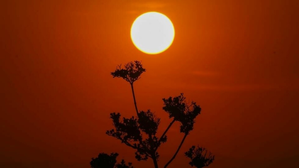 Mexico har allerede i år opplevd ekstremt høye temperaturer. Her går en nådeløs sol opp over hovedstaden Mexico by, som registrerte sin høyeste temperatur noensinne på 34,7 grader 25. mai. Foto: Marco Ugarte / AP / NTB