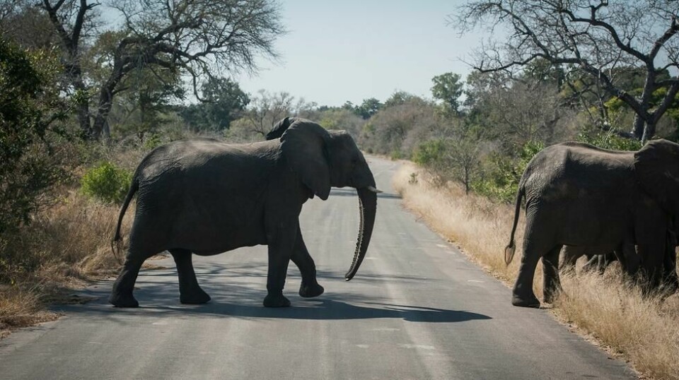 Seks elefanter som stakk av fra Kruger-parken i Sør-Afrika – trolig på jakt etter mat – kom tilbake til parken natt til torsdag. Arkivfoto: Shiraaz Mohamed / AP / NTB