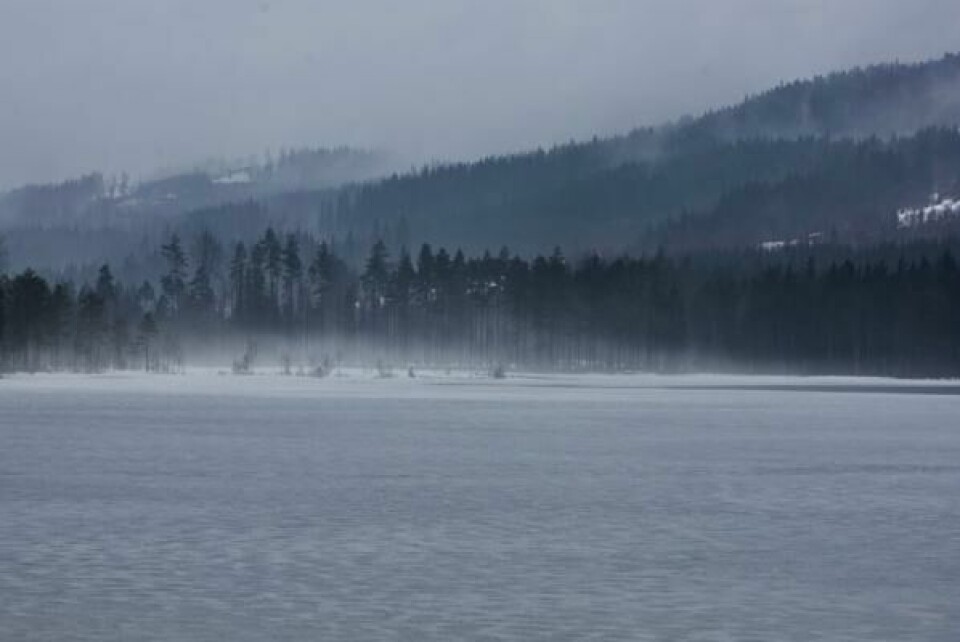 Finnskogens dype skoger har en mystikk over seg. På den svenske siden ryktes det at det fraflyttede stedet Välgunaho er hjemsøkt av ånder. Finnskogens dype skoger har en mystikk over seg. På den svenske siden ryktes det at det fraflyttede stedet Välgunaho er hjemsøkt av ånder. Foto: Arne Falla / NTB