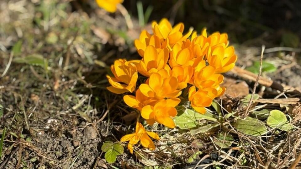 Krokusen blomstrer nå i mange hager i Sør-Norge, som her i Drøbak. Den tåler litt nattefrost, men vær forsiktig med å plante ut sartere planter – for klare netter om våren gir gjerne mer nattefrost, advarer meteorologen.