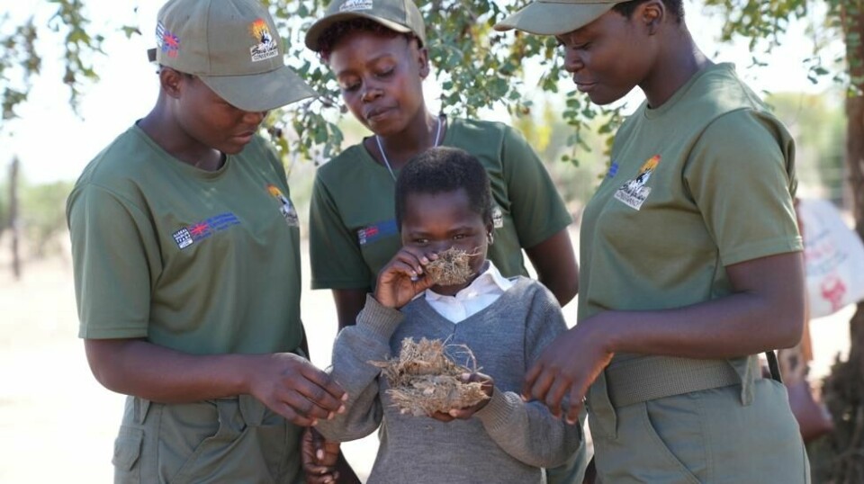 14 år gamle Esther Bote lukter på elefantmøkk. Viltvoktere ved Save Valley Conservancy lærer barn å se tegn og forstå og håndtere farer fra ville dyr når de går til skolen. Målet er å få en så ufarlig sameksistens mellom mennesker og dyr som mulig. Foto: Tsvangirayi Mukwazhi / AP / NTB