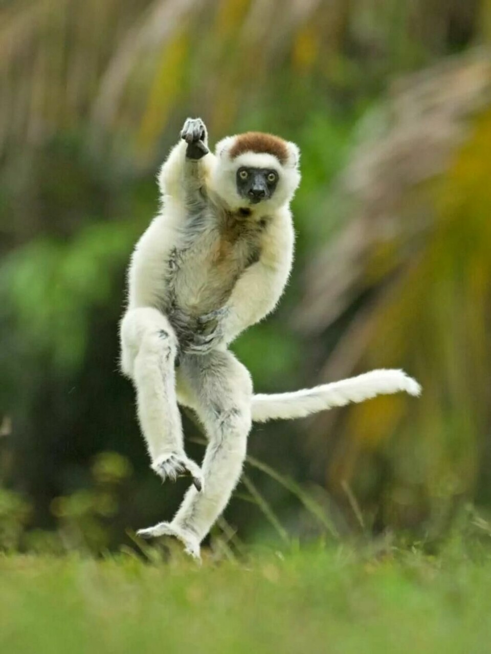 Danser lemuren, gjør den kung fu eller varmer den opp til å kaste en ball? Danser lemuren, gjør den kung fu eller varmer den opp til å kaste en ball? Foto: Andy Rouse / Nikon Comedy Wildlife Awards