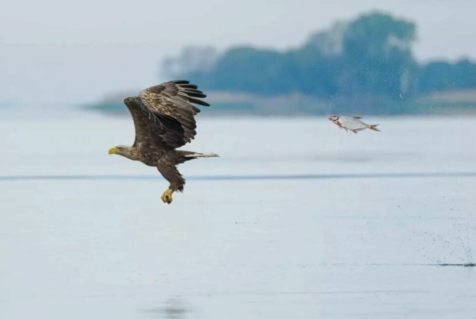 Det er ikke hver dag man ser en fisk jage en ørn. Det er ikke hver dag man ser en fisk jage en ørn. Foto: Przemyslaw Jakubczyk / Nikon Comedy Wildlife Awards