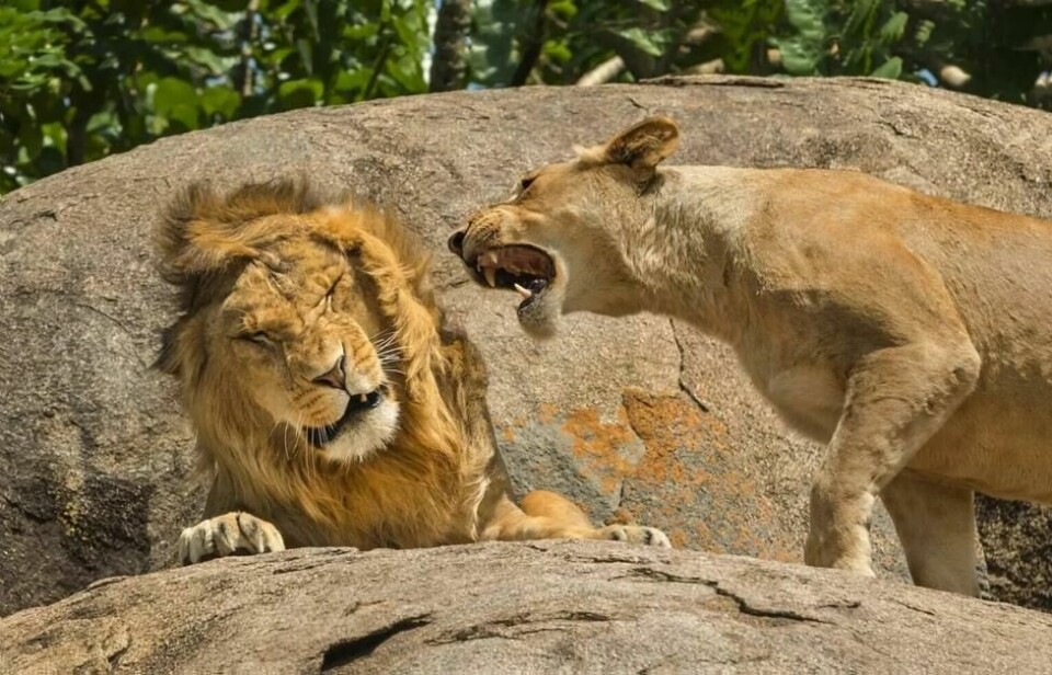 En lettere irritert løvinne som er lite fornøyd med å bli brølt til. En lettere irritert løvinne som er lite fornøyd med å bli brølt til. Foto: Scott Frier / Nikon Comedy Wildlife Awards