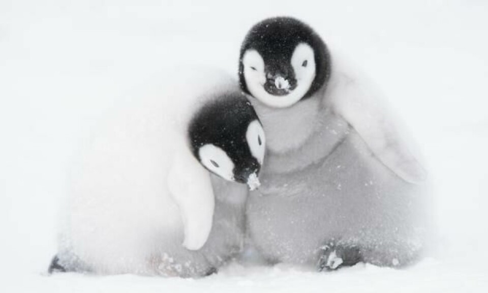 To seks uker gamle pingvinunger trykker seg sammen for å holde varmen etter at de er blitt etterlatt av sine foreldre. Foto: BBC Earth To seks uker gamle pingvinunger trykker seg sammen for å holde varmen etter at de er blitt etterlatt av sine foreldre. Foto: BBC Earth