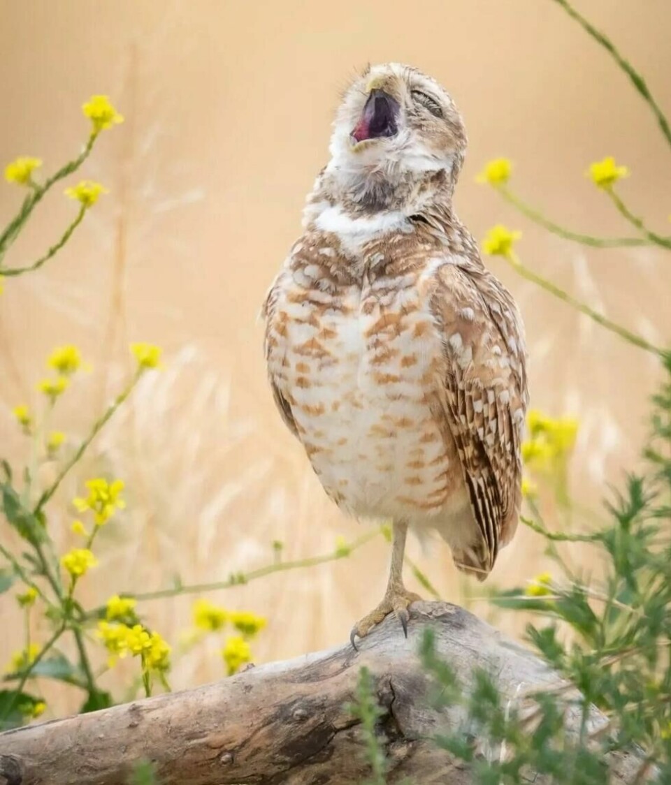 Det er nesten så man kan høre «o sooole miooo» gjennom dette bildet. Det er nesten så man kan høre «o sooole miooo» gjennom dette bildet. Foto: Fred Amico / Nikon Comedy Wildlife Awards
