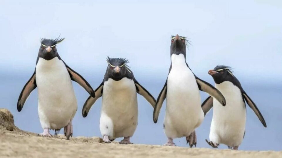 For å unngå å forstyrre pingvinene tok fotografen bilde med en lang linse. For å unngå å forstyrre pingvinene tok fotografen bilde med en lang linse. Foto: Ralph Robinson / Nikon Comedy Wildlife Awards