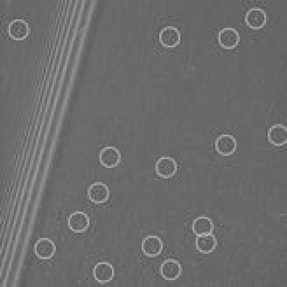 Dette bildet viser en region i Saturns A-ring. De lyse flekkene skyldes stråling fra ladde partikkler nær planeten. Området av A-ringen vi ser på bildet er kjent for å være åsted for en type lyse, smale, propellformede forstyrrelser, produsert av tyngdekraften til bittesmå måner inne i selve ringen. Disse er markert med sirkler på bildet. Sporene til venstre er skapt av ringens samhandling med gravitasjonen til månen Prometheus. Hver piksel på bildet tilsvarer omkring 330 meter. Bildet ble tatt på 54.000 kilometers avstand. Foto: NASA/JPL-Caltech/Space Science Institute Dette bildet viser en region i Saturns A-ring. De lyse flekkene skyldes stråling fra ladde partikkler nær planeten. Området av A-ringen vi ser på bildet er kjent for å være åsted for en type lyse, smale, propellformede forstyrrelser, produsert av tyngdekraften til bittesmå måner inne i selve ringen. Disse er markert med sirkler på bildet. Sporene til venstre er skapt av ringens samhandling med gravitasjonen til månen Prometheus. Hver piksel på bildet tilsvarer omkring 330 meter. Bildet ble tatt på 54.000 kilometers avstand. Foto: NASA/JPL-Caltech/Space Science Institute