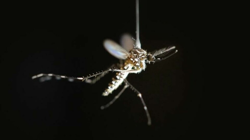 En mygg av typen Aedes areypti brukt i eksperimentet. Foto: Kiley Riffell.