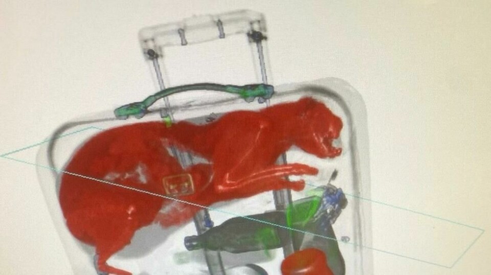 En levende katt ble tirsdag morgen funnet i en innsjekket koffert på John F. Kennedy internasjonale flyplass i New York.
