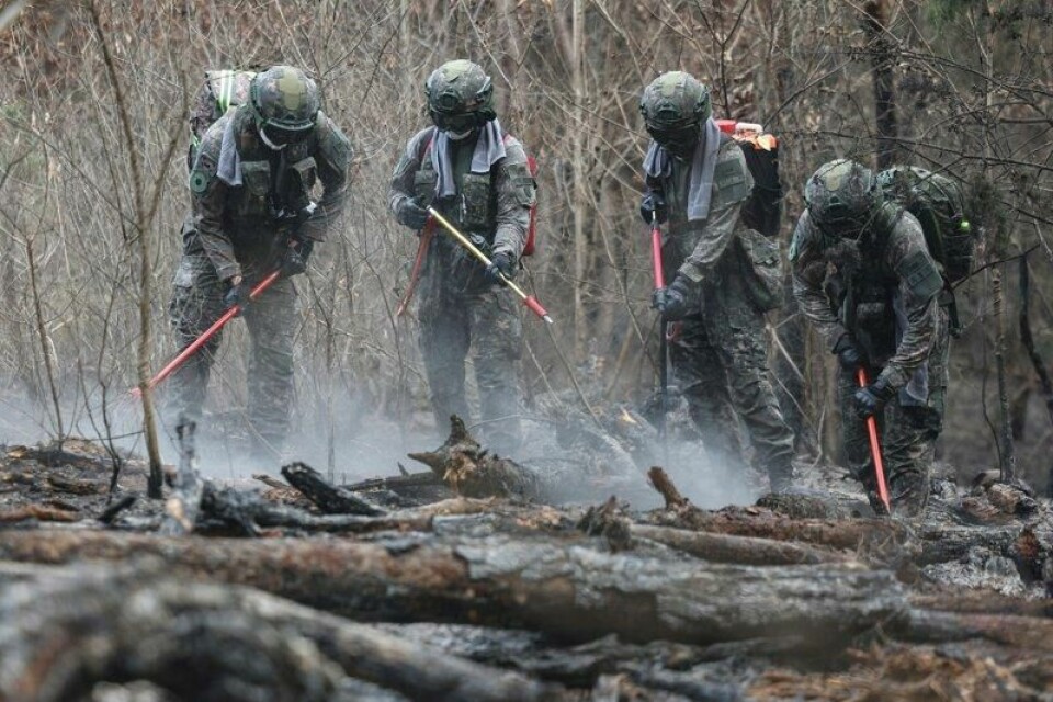 Rundt 36.000 hektar skog har siden fredag gått opp i flammer sørøst i Sør-Korea.