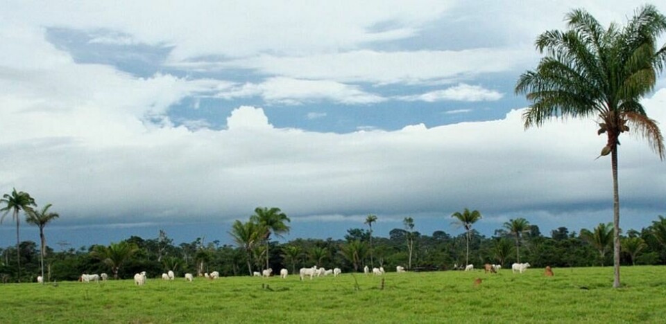 AMAZONAS-KJØTT: Regjeringen har inngått en EFTA-avtale som vil øke importen av storfekjøtt. Det kan føre til mer rydding av skog, som her ved Alta Floresta i Mato Grosso, Brasil. AMAZONAS-KJØTT: Regjeringen har inngått en EFTA-avtale som vil øke importen av storfekjøtt. Det kan føre til mer rydding av skog, som her ved Alta Floresta i Mato Grosso, Brasil. Foto: Thomas Vermes / ABC Nyheter