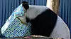 Pandaen Wang Wang skal snart hjem til Kina etter 15 år i Australia. Foto: Asanka Brendon Ratnayake / AP