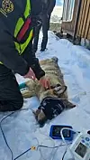 Ulven V1157 ble fredag bedøvd i Dovre kommune for flytting videre inn i ulvesonen. Ulven blir overvåket av veterinær under bedøvelsen, mens personell fra Statens naturoppsyn byttet til radiosender med nytt batteri. Foto: Miljødirektoratet / Statens naturoppsyn / handout / NTB Foto: NTB